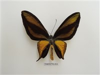 藏品(極樂天堂鳥翼蝶)的圖片